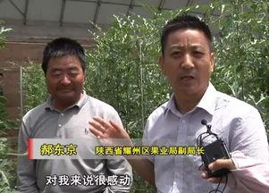 吃瓜老王影视剧全集免费观看,揭秘影视圈幕后风云，全集免费观看大揭秘