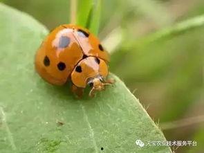 七星瓢虫爆料视频播放,爆款视频幕后制作全过程